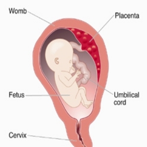 Clínica de Obstetra