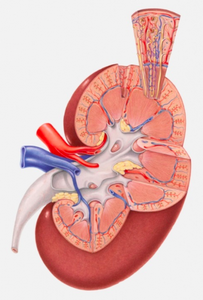 Clínica de Urologia para Tratar Câncer de Ureter