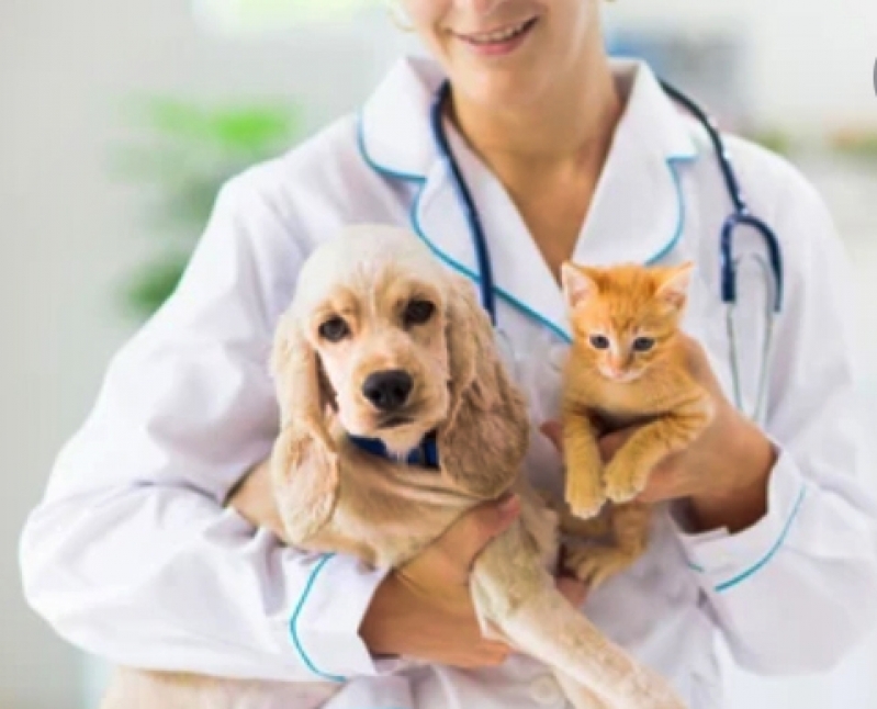 Clínica de Vacina Gato