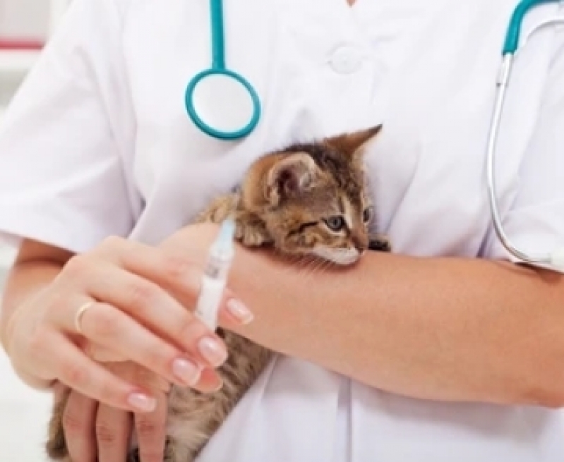 Clínica de Vacina Gato Filhote