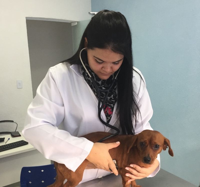 Clínica Medica Veterinária em Cascavel