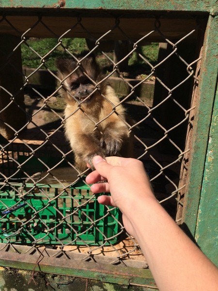 Clinica para Animais Silvestres