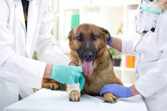 Clínica Veterinária Castração