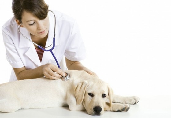 Clínica Veterinária com Acupuntura