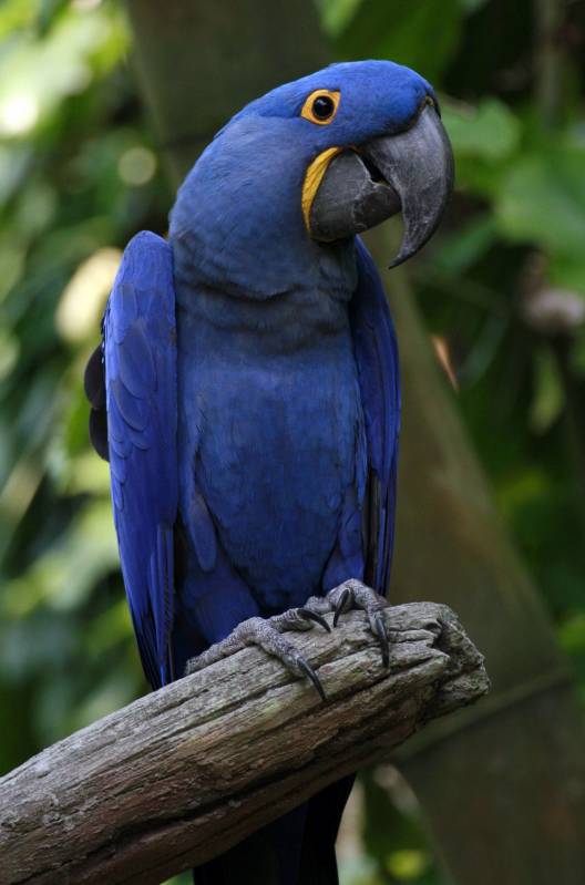 Clínica Veterinária Papagaio do Congo