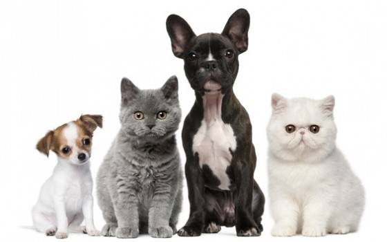 Clínica Veterinária de Cães e Gatos