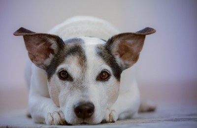 Clínica Veterinária para Cachorro de Raça