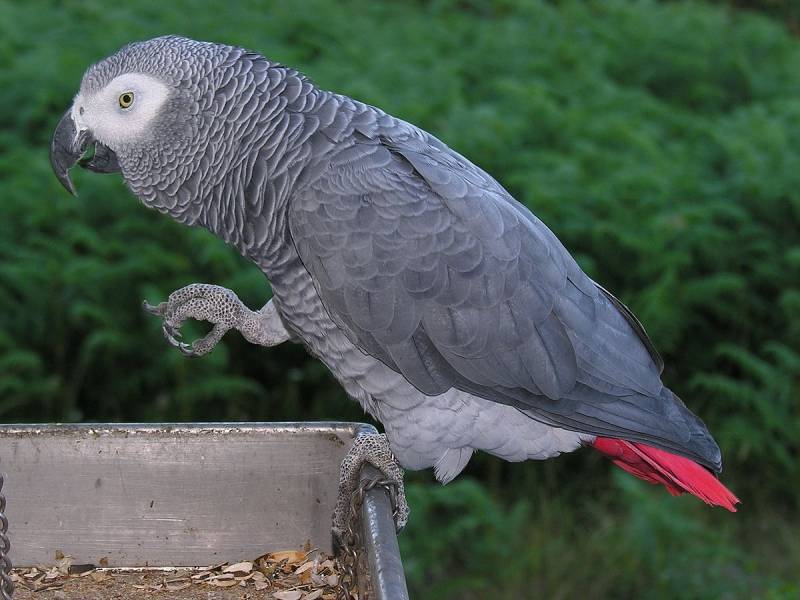 Clínica Veterinária Papagaio do Congo