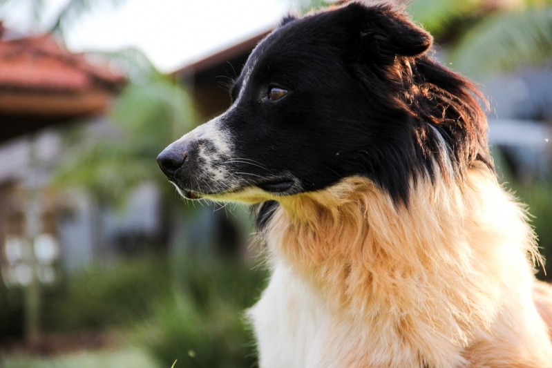 Coleta de Fezes de Cachorro para Exame