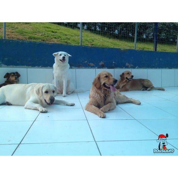 Colônia de Férias de Luxo para Cachorro