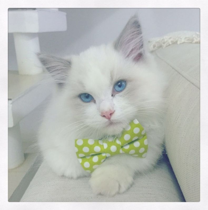 Comprar Gato Ragdoll