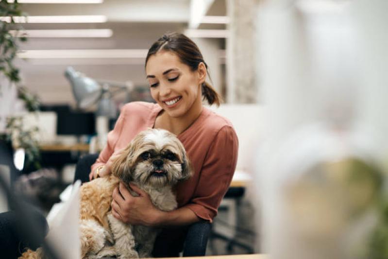 consulta 24 horas e cirurgia animal em Araxá