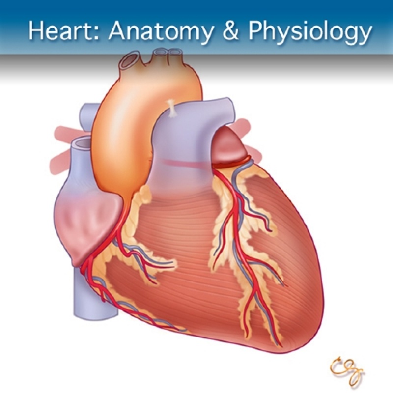 Consulta ao Cardiologia para Miocardites