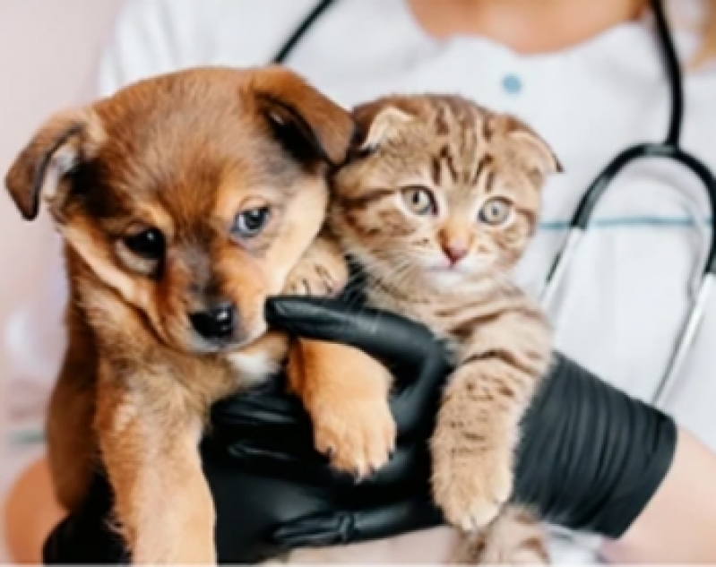 Consulta com Clínica Veterinária e Pet Shop