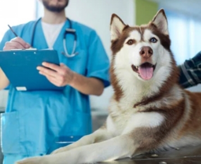 Consulta em Centro Veterinário em Oftalmologia