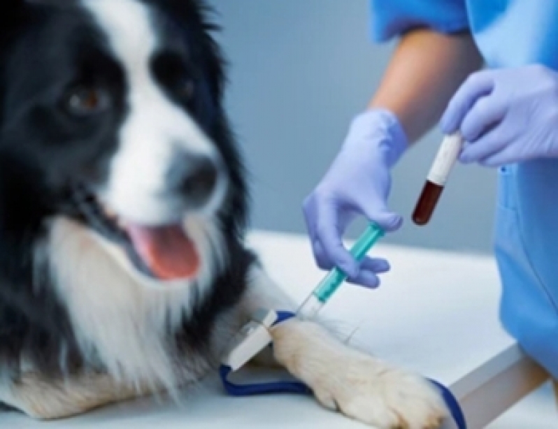 Consulta em Hospital Veterinário Zona Sul