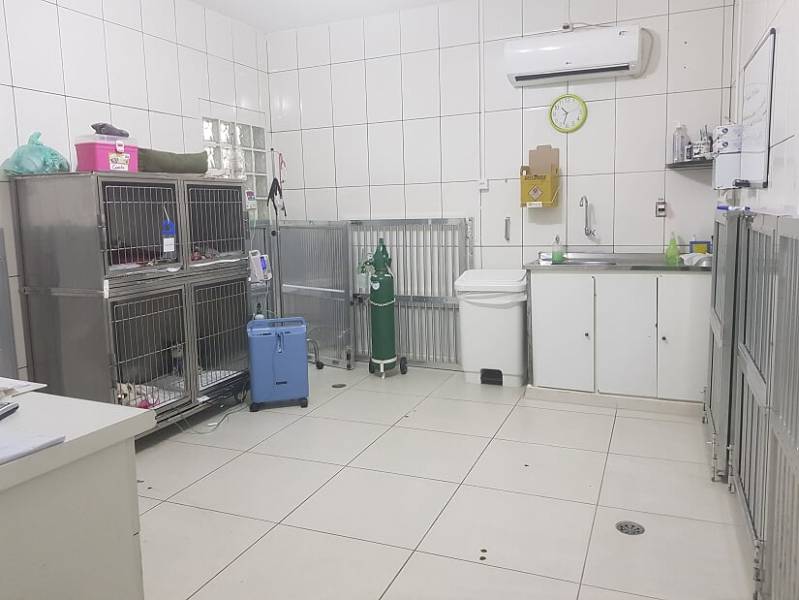 Consulta Veterinária em Cachorros