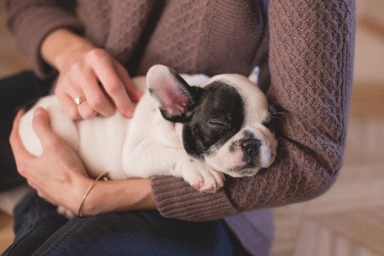 Consulta Veterinária para Cachorro