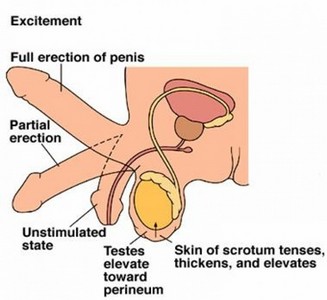 Consultório de Urologista Que Aceita Funcesp