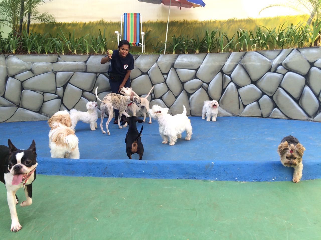 Contratar Creche para Cães