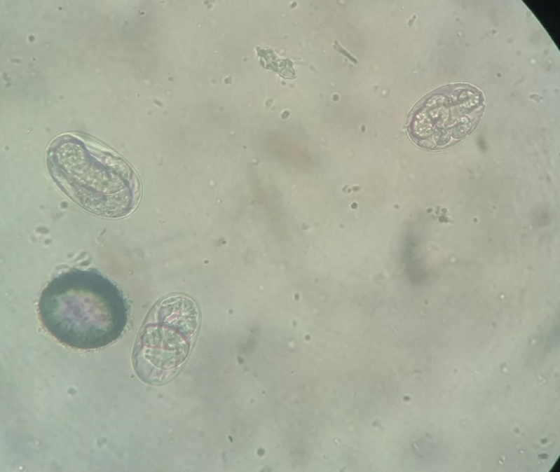 Coproparasitológico Veterinária