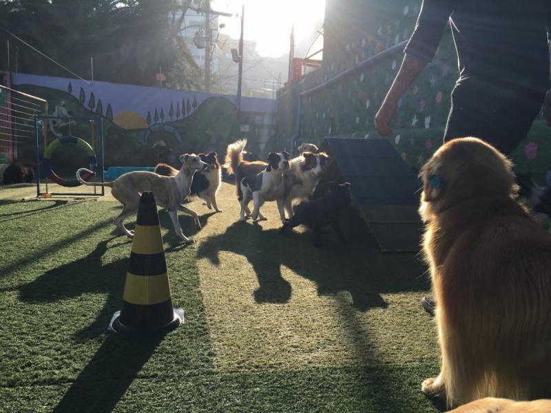 Creche Canina com Agility