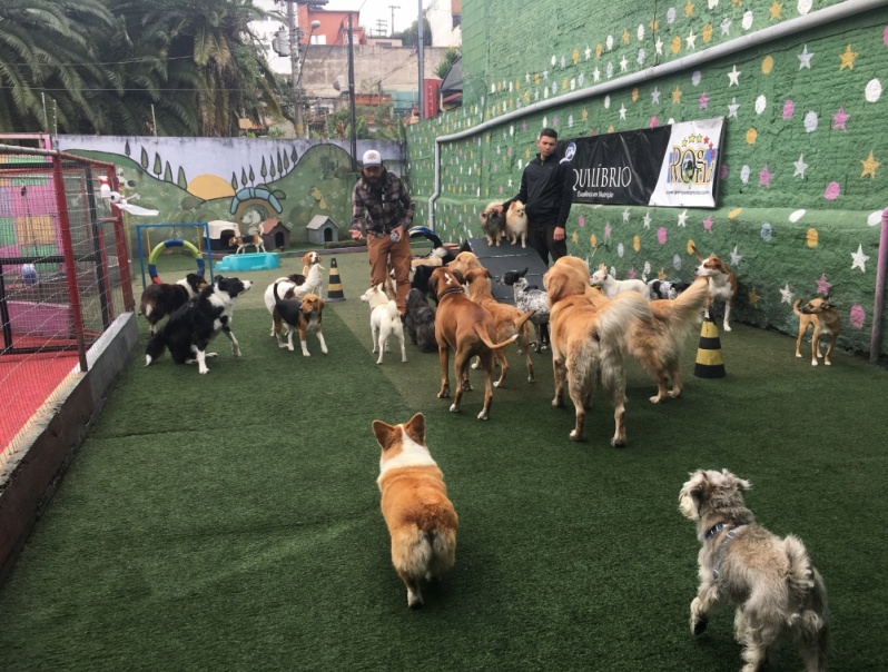 Creche Canina com Atividades