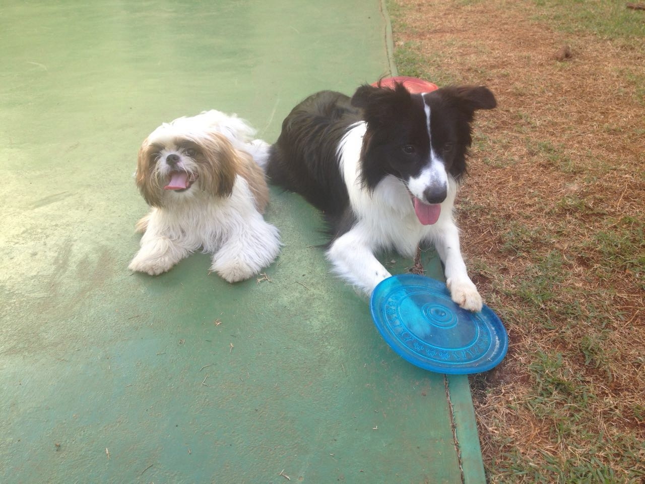 Creche Canina com Hospedagem