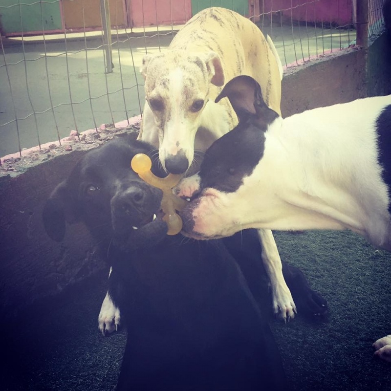 Creche Canina para Animais de Estimação