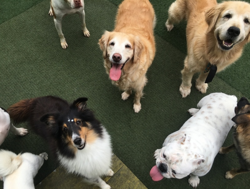 Creche Canina para Animais