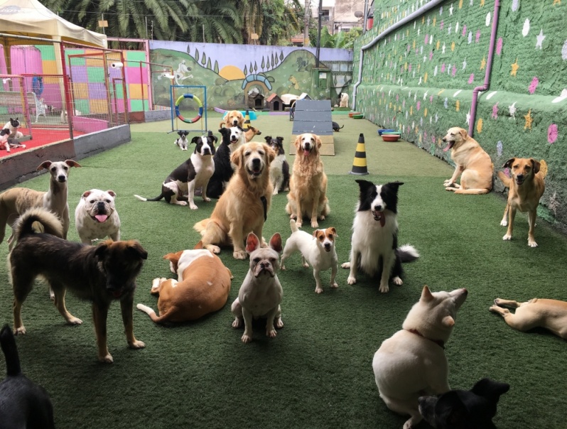 Creche Canina