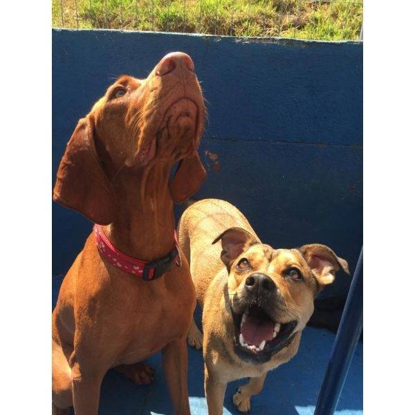 Creche com Câmera para Cachorro