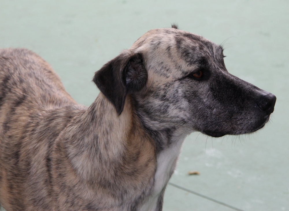 Creche com Day Care para Cachorro