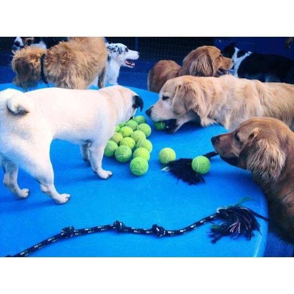 Creche de Luxo para Cachorros