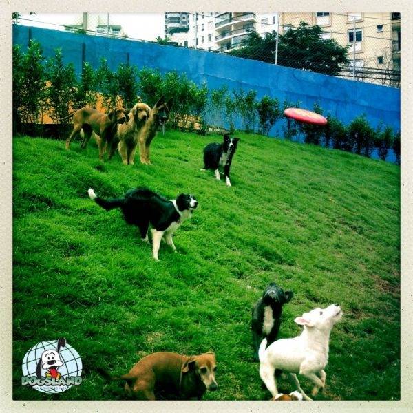 Creche de Luxo para Cães