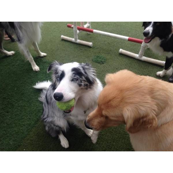 Creche para Cachorro em SP