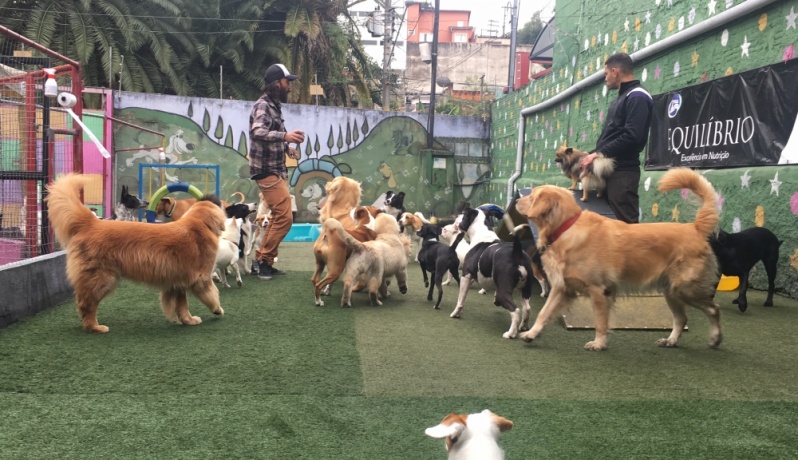 Creche para Cachorro Idoso