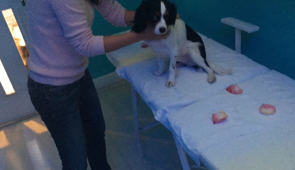 Creche para Cachorro na Vila Mariana