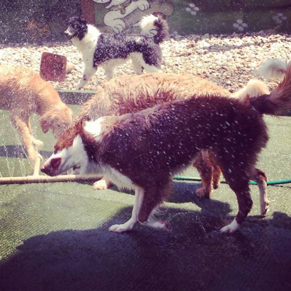 Creche para Cachorro na Zona Sul