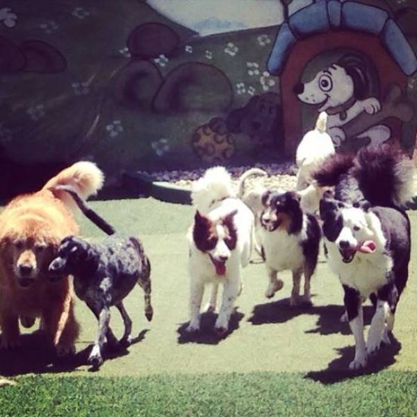 Creche para Cachorro no Butantã