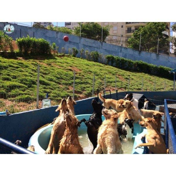 Creche para Cães em Sp