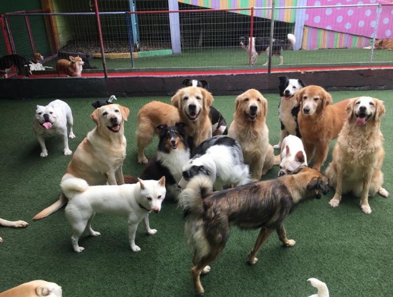 Creche para Cães Idosos