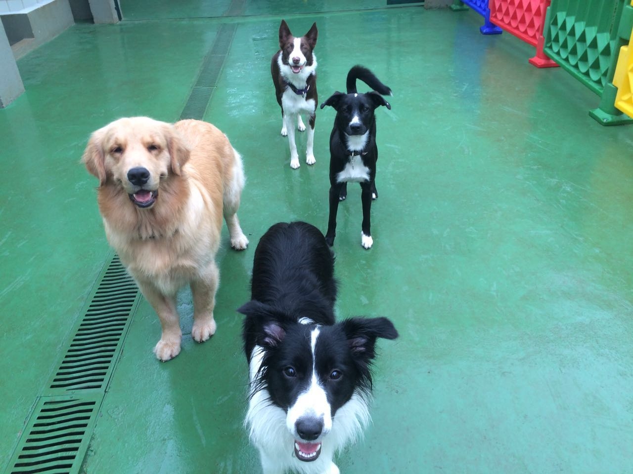 Creche para Cães na Vila Leopoldina