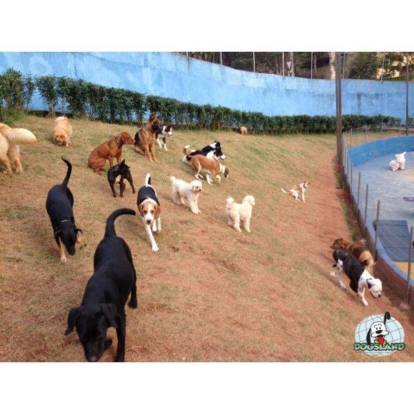 Creche para Cães no Morumbi