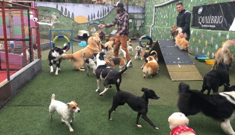 Creche para Socialização de Cães