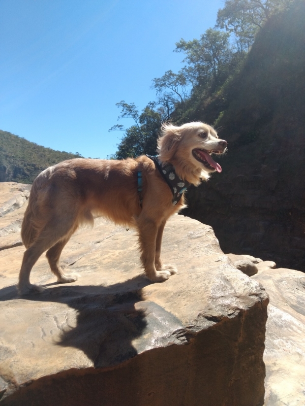 Curso Adestramento de Cães