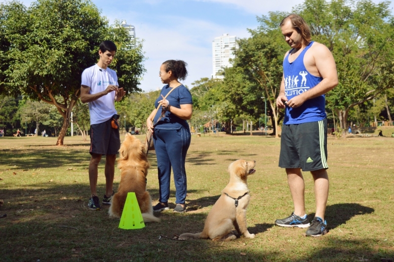 Curso Online Adestramento Canino