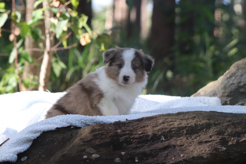 Curso de Adestramento Canino