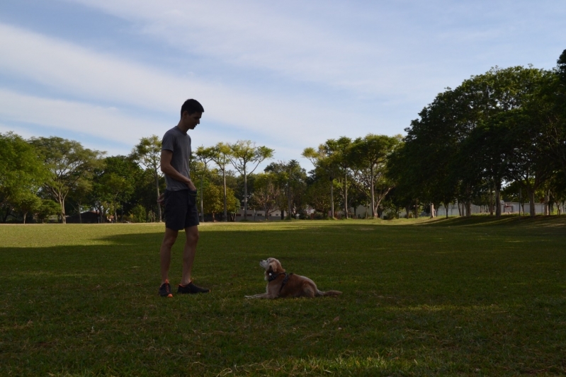 Curso de Adestramento de Cães Online