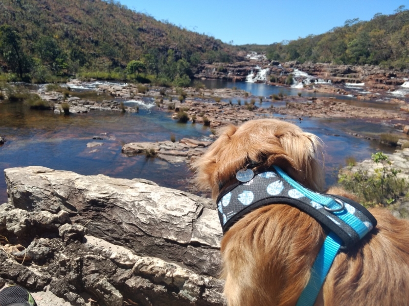 Curso de Adestramento de Cães Profissional